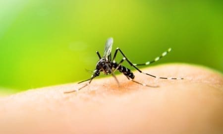 Villa Cañás: Confirman caso de dengue importado y por el momento es el primero de General López