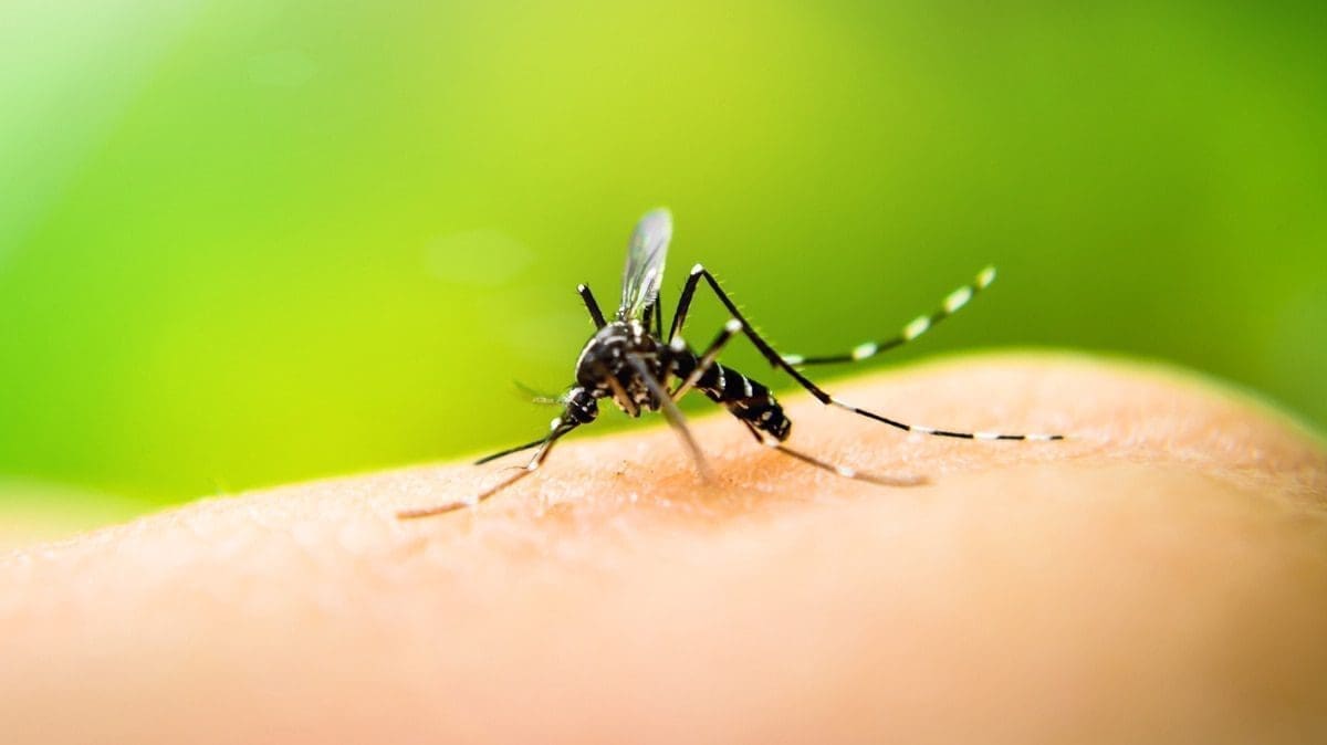 Villa Cañás: Confirman caso de dengue importado y por el momento es el primero de General López