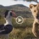 Presentaron el nuevo trailer de El Rey León