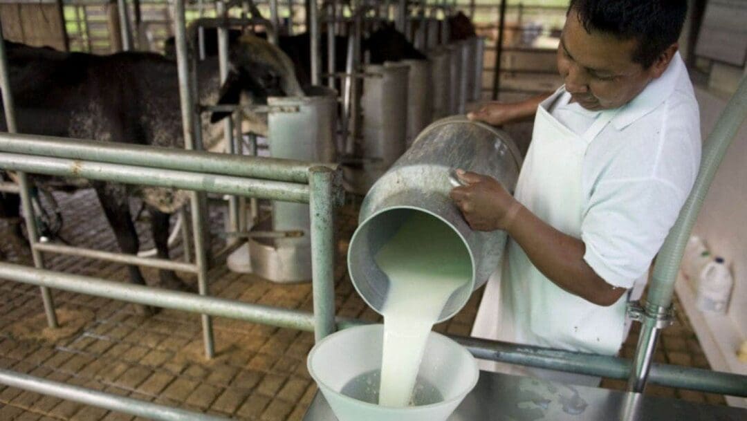 Venado Tuerto: El municipio y la Cooperativa La Taba ofrecerán leche entre 35 y 38 pesos el litro