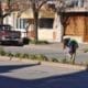 Villa Cañás: Trabajos del día Obras y Servicios