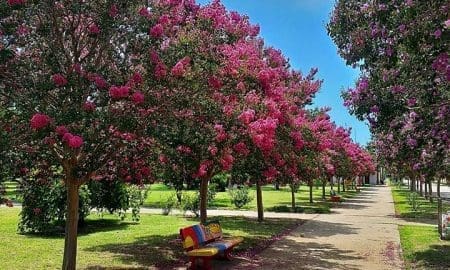 Carmen trabaja para ser un pueblo cada vez más lindo, limpio y ordenado