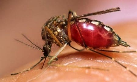 La Provincia confirmó un caso de Dengue en Venado Tuerto