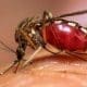 La Provincia confirmó un caso de Dengue en Venado Tuerto