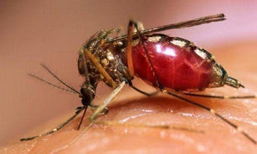 La Provincia confirmó un caso de Dengue en Venado Tuerto