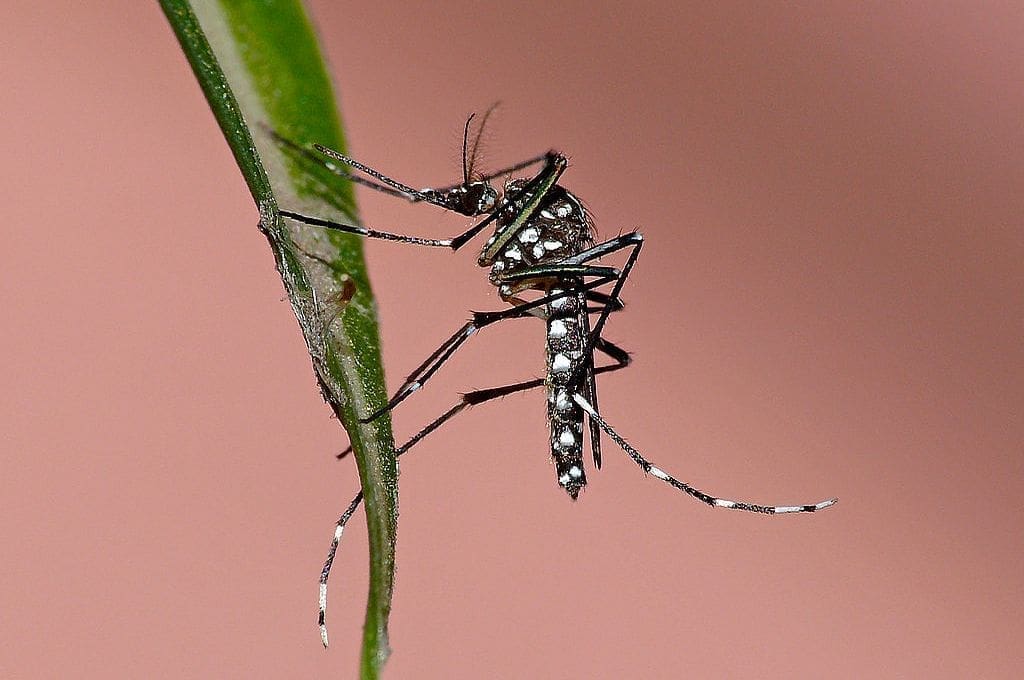 Con 491 nuevos contagiados, ya son 3701 los casos de dengue en la provincia de Santa Fe