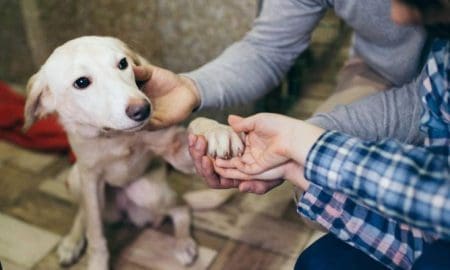 Santa Isabel: El senador Enrico, la comuna y la protectora trabajan juntos para mejorar el presente de los perros
