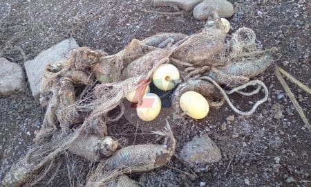 Villa Cañás: Encuentran más de un centenar de peces muertos en las cercanías del Balneario