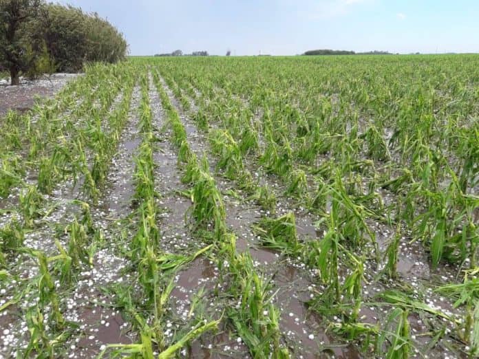 Villa Cañás: Por el tornado reportan millonarias perdidas económicas