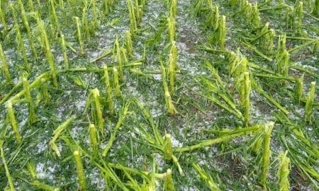 Villa Cañás: Fuerte temporal de viento, granizo y lluvias causa importantes daños