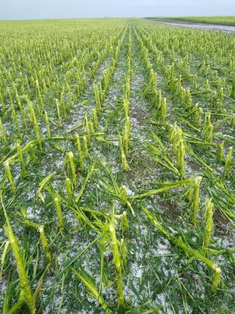 Villa Cañás: Fuerte temporal de viento, granizo y lluvias causa importantes daños