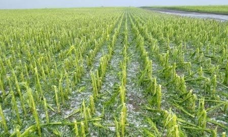 Villa Cañás: Convocatoria a productores agropecuarios afectados por el granizo