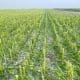 Villa Cañás: Convocatoria a productores agropecuarios afectados por el granizo