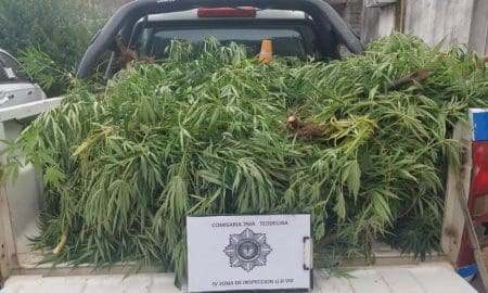 Teodelina: Allanamientos y secuestro de una veintena de plantas de marihuana