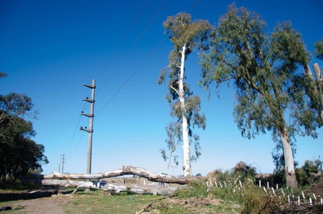 Ruta 94: Compromiso asumido y cumplido en la extracción de árboles para evitar cortes de energía eléctrica Ruta 94: Compromiso asumido y cumplido en la extracción de árboles para evitar cortes de energía eléctrica