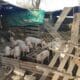 Triquinosis: La provincia brindó recomendaciones ante el aumento de casos