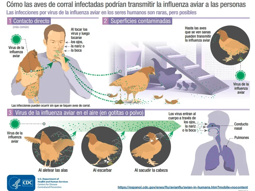 Villa Cañás: Confirmaron un caso de gripe aviar Villa Cañás: Confirmaron un caso de gripe aviar