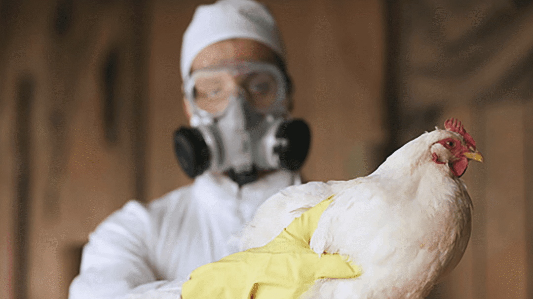 Gripe Aviar: Se detectaron 3 casos más y el Gobierno anunció un paquete de medidas para frenar el avance de la enfermedad