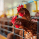 Gripe Aviar: Aclaran que no se transmite por consumir pollos ni huevos