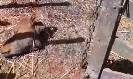 Chapuy: Indignante caso de abigeato de 7 terneros en campo sobre Ruta 8