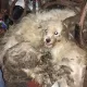 Venado Tuerto: Caniches rescatados, Chiarella anunció actuaciones judiciales por maltrato animal