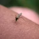 Útil y barato: El truco casero para ahuyentar a los mosquitos de tu casa