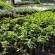 Vivero departamental: El proyecto que impulsa Di Gregorio para producir árboles todo el año