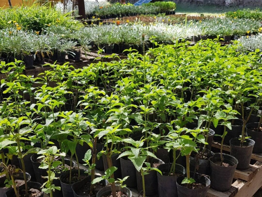Vivero departamental: El proyecto que impulsa Di Gregorio para producir árboles todo el año