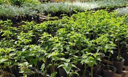 Récord: El vivero público impulsado por Di Gregorio entregó más de 8800 plantas