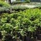 Récord: El vivero público impulsado por Di Gregorio entregó más de 8800 plantas