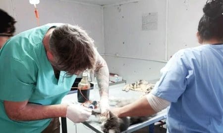 Di Gregorio: Continúa el quirófano móvil de castración gratuita en General López