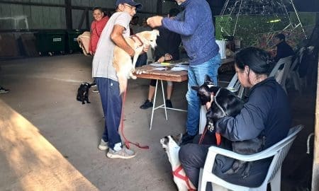 Villa Cañás: Se realizó una nueva jornada gratuita de castraciones y vacunaciones