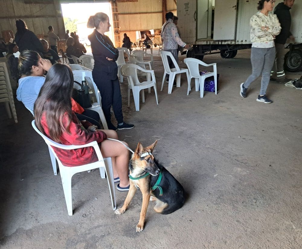 Villa Cañás: Se realizó una nueva jornada gratuita de castraciones y vacunaciones