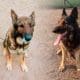 La hazaña de Rufus y Lupo en la resolución de un caso de homicidio en Santa Isabel