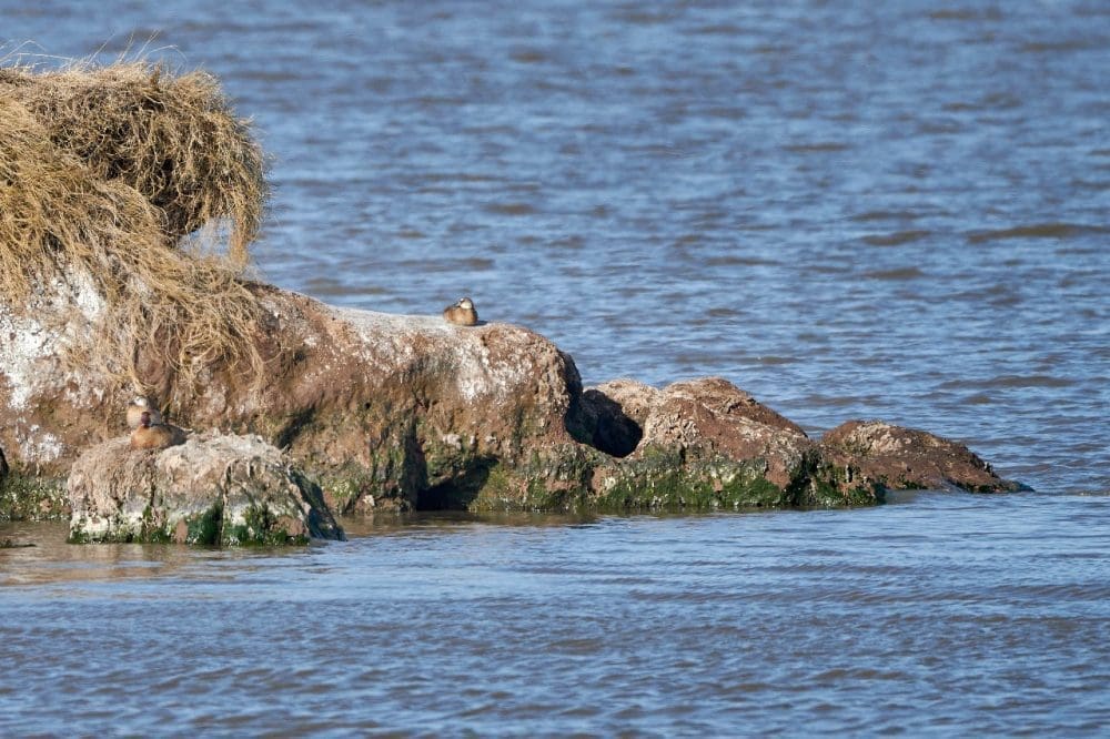 Villa Cañás: Nueva jornada de observación de aves en el Balneario