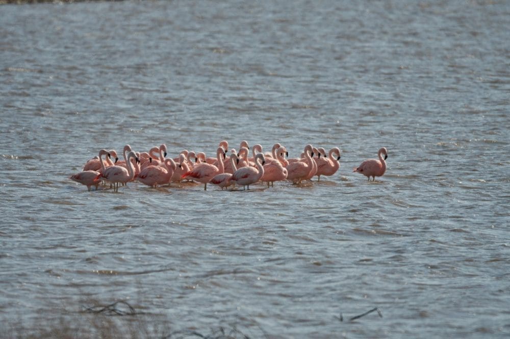 Villa Cañás: Nueva jornada de observación de aves en el Balneario