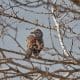Villa Cañás: Nueva jornada de observación de aves en el Balneario