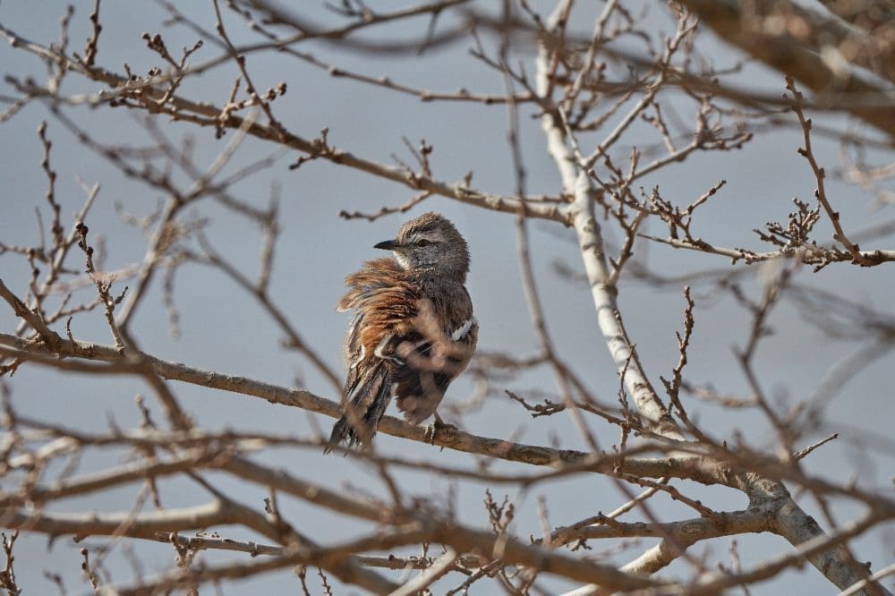 Villa Cañás: Nueva jornada de observación de aves en el Balneario