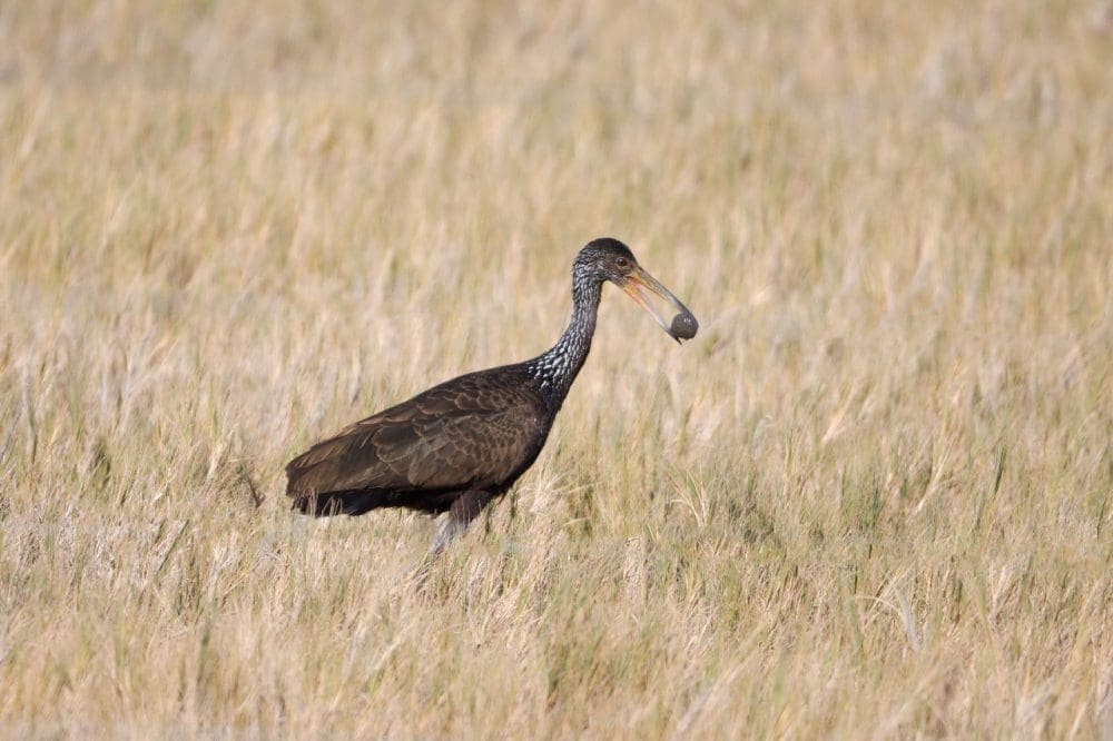 Villa Cañás: Nueva jornada de observación de aves en el Balneario
