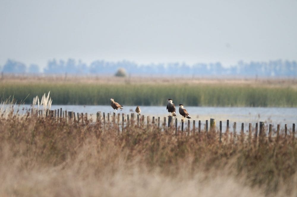 Villa Cañás: Nueva jornada de observación de aves en el Balneario