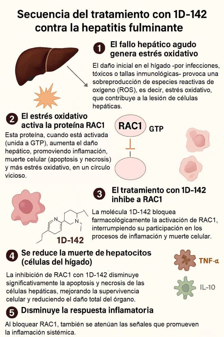 Descubren en Argentina una molécula que protege el hígado ante la hepatitis fulminante
