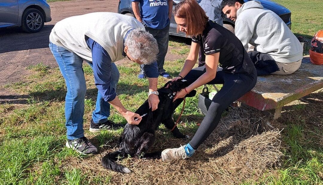 Villa Cañás: Sexta jornada gratuita de castraciones