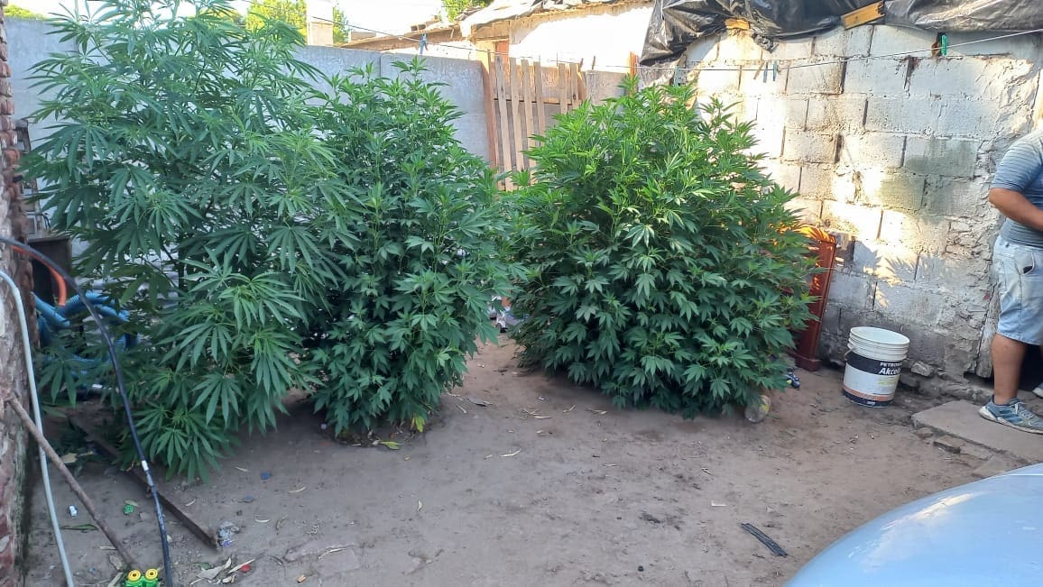 Villa Cañás: Avanza el esclarecimiento de un robo y secuestran marihuana tras allanamientos Villa Cañás: Avanza el esclarecimiento de un robo y secuestran marihuana tras allanamientos