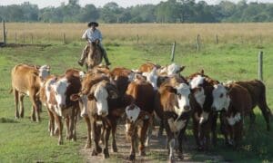 Empleo rural: Abrieron la inscripción para buscar trabajo