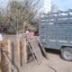 Triquinosis: Retiraron 18 cerdos de un criadero de Ibarlucea
