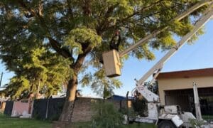 Venado Tuerto: Corte de luz programado por poda en media tensión